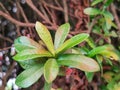 closeup and above image of beautiful green leaves