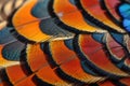 Closeup abstract background image of colorful ring-necked pheasant feathers Royalty Free Stock Photo