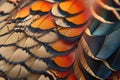 Closeup abstract background image of colorful ring-necked pheasant feathers Royalty Free Stock Photo