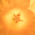 Closeup abstract of daffodil flower