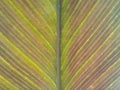 Closeup, Abstract green red brown striped leaf texture for background or design advertising product, Greenery nature plant leaves Royalty Free Stock Photo