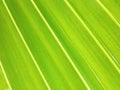 Closeup, Abstract green striped leaf texture for background or design advertising product, Greenery nature plant leaves Royalty Free Stock Photo