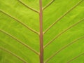 Closeup, Abstract green striped leaf texture selective focus for background or design advertising product, Greenery nature plant Royalty Free Stock Photo