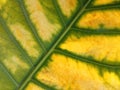 Closeup, Abstract green yellow striped leaf texture for background or design advertising product, Greenery nature plant leaves Royalty Free Stock Photo