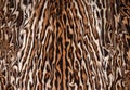 Closeup abstract leopard fur illustration