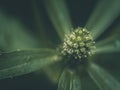 Closeup Abstract macro green pollen and blurred soft focus of green leaves Royalty Free Stock Photo