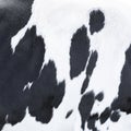 Closeup of part black and white hide of spotted cow Royalty Free Stock Photo