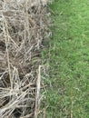 Closeup abstract view of various condition old and fresh grass, spring time, nature background Royalty Free Stock Photo