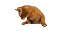 Closeup Abyssinian Cat front desk with Paws and Looking down Royalty Free Stock Photo