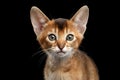 Closeup Abyssinian Kitty Curious Looking in Camera, Isolated Black Background