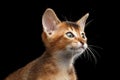 Closeup Abyssinian Kitty Curious Looks, Isolated Black Background