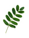 Closeup of acacia leaves