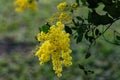 Closeup of Acacia podalyriifolia, mount morgan wattle, pearl acacia. Royalty Free Stock Photo