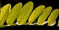 Closeup of Acacia tree leaves isolated on the black background Royalty Free Stock Photo