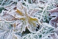 ice crystals on grass and acer leafs on the forest floor Royalty Free Stock Photo