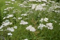 Achillea distans with white flowers