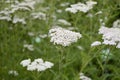 Achillea distans with white flowers