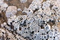 Closeup of Acorn barnacles on a beach rock