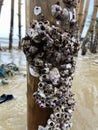 Closeup of Acorn barnacles (Semibalanus balanoides Royalty Free Stock Photo