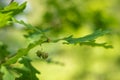 Acorn on the branch of the oak with bokeh background Royalty Free Stock Photo