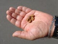 Closeup Acorn caps in man hand