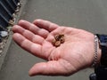 Closeup Acorn caps in man hand Royalty Free Stock Photo