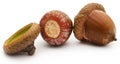 Closeup of acorn