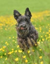 Closeup of active black long haired miniature schnauzer dog running through buttercup field