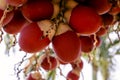 Closeup Of Adonidia Merrillii Palm Fruits Royalty Free Stock Photo