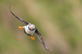 Closeup of an adorable Atlantic puffin (Fratercula arctica) in flight Royalty Free Stock Photo