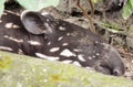 Adorable baby Malayan Tapir napping at noon Royalty Free Stock Photo