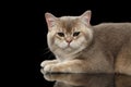 Closeup Adorable British Cat with green eyes, Lying, isolated Black Royalty Free Stock Photo