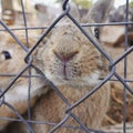 Closeup of adorable brown bunnies peeking behind mesh wire fence Royalty Free Stock Photo