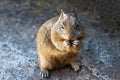 Closeup of adorable brown California ground squirrel chewing on nut