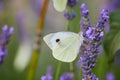 Closeup of adorable Cabbage white butterfly on purple English lavender flower Royalty Free Stock Photo