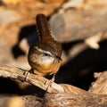 Closeup of adorable Carolina wren perched on a tree branch in Dover, Tennessee Royalty Free Stock Photo