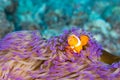 Closeup of an adorable clownfish swimming in anemone underwater