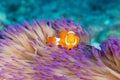 Closeup of an adorable clownfish swimming in anemone underwater