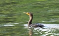 Closeup of an adorable cormorant swimming in a reflective pond