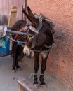 Closeup of an adorable donkey carrying goods standing on the streets of Marrakech, Morocco