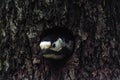 Closeup of an adorable downy woodpecker in a tree hallow in a forest