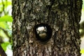 Closeup of an adorable downy woodpecker in a tree hallow in a forest