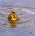 Closeup of an adorable duckling swimming on a pond in the daylight