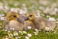 Closeup of adorable ducklings on the flowery field outdoors
