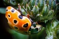 Closeup of adorable eyed ladybug on green plant