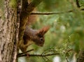 Closeup of an adorable fox squirrel on a branch of an evergreen tree