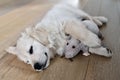Closeup of an adorable Golden retriever puppy with toy laying on the wooden floor Royalty Free Stock Photo