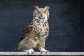 Closeup of adorable Great horned owl perched on wooden surface