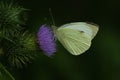 Closeup of adorable Green-veined white butterfly on purple thistle flower Royalty Free Stock Photo