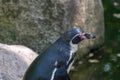 Closeup of an adorable Humboldt penguin near a pond in a zoo